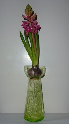 Maastricht hyacinth vase
In action January 2012. Hyacinthus 'Jan Bos'
Keywords: frenchdutchbelg;blown;hyacinth