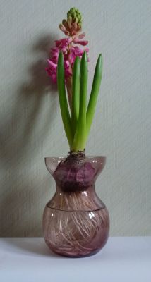 Amethyst hyacinth vase
In action January 2012. Hyacinthus 'Pink Pearl'
Keywords: vase;hyacinth;german