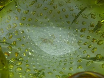 Murano quatrefoil controlled bubble ashtray
Close up. 
Keywords: sold;ash;murano