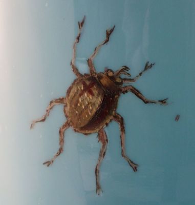 Bohemian enamelled vase, blue
Spider 2
Keywords: enamelgilt;vase;czech